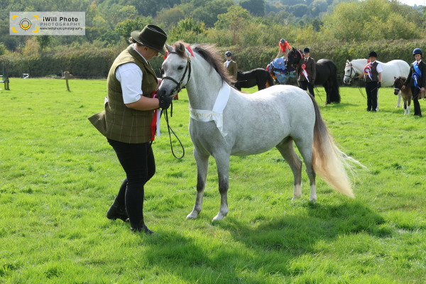 Ockley Barn Farm Showing Show Championship, Sunday 27th September
